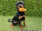 Adopt ZEKE a Rottweiler