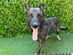 Adopt TRIPP a German Shepherd Dog