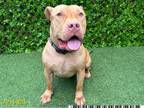 Adopt SCRAPPY a Pit Bull Terrier