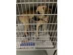 Adopt DOGBERT a Black Mouth Cur, Mixed Breed