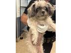 Adopt ALFRED a Shih Tzu, Mixed Breed
