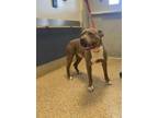 Adopt GUS a Pit Bull Terrier