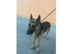 Adopt COOPER a German Shepherd Dog
