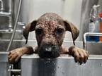 Adopt CARTER a Black Mouth Cur, Mixed Breed