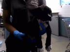 Adopt NASHVILLE a Labrador Retriever, American Staffordshire Terrier