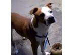 Adopt JUNO a American Staffordshire Terrier, Mixed Breed