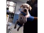 Adopt TOKYO a Labrador Retriever, American Staffordshire Terrier