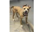 Adopt CHOPPO a American Staffordshire Terrier, Mixed Breed
