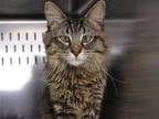 Adopt MALIK a Maine Coon, Domestic Short Hair