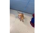 Adopt DAN a Redbone Coonhound