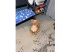 Adopt BOB a Redbone Coonhound, Mixed Breed