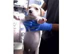 Adopt RIO a Labrador Retriever, American Staffordshire Terrier