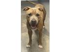 Adopt TIGER a American Staffordshire Terrier, Mixed Breed