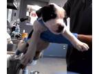 Adopt AMSTERDAM a Labrador Retriever, American Staffordshire Terrier