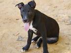 Adopt ELVIS a Labrador Retriever, Mixed Breed