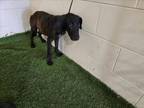 Adopt BEN a Labrador Retriever, Mixed Breed