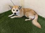 Adopt DIEGO a Shiba Inu, Mixed Breed