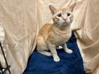 Adopt A1198428 a Domestic Short Hair