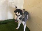 Adopt PETER a Siberian Husky