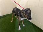 Adopt A1197563 a Catahoula Leopard Dog, Mixed Breed