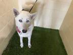 Adopt SKOOMA a Husky