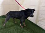 Adopt JOE a Australian Cattle Dog / Blue Heeler, Mixed Breed