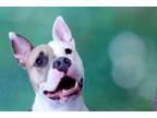 Adopt TYSON a American Staffordshire Terrier