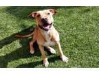 Adopt DUKE a Labrador Retriever, Mixed Breed