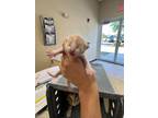 Adopt BERYL a Domestic Short Hair