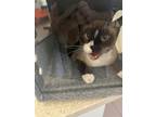 Adopt KING a Siamese