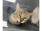 Adopt SUNNIE a Domestic Short Hair