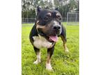 Adopt TANK a Pit Bull Terrier, Rottweiler