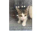 Adopt MOSEBY a Domestic Short Hair
