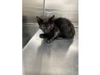 Adopt ZACK a Domestic Short Hair
