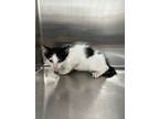 Adopt SLATER a Domestic Short Hair