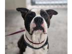 Adopt SCOOBY a Pit Bull Terrier