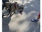Adopt DILLON a Cane Corso, Mixed Breed