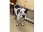 Adopt PLUTO a Australian Cattle Dog / Blue Heeler, Pointer