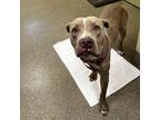 Adopt MILO a Pit Bull Terrier