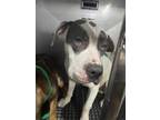 Adopt MUSTANG a American Staffordshire Terrier