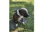 Adopt RAISIN a American Staffordshire Terrier