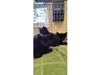 Adopt MAX a Domestic Short Hair