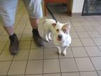 Adopt SCOOTER a Basset Hound, Mixed Breed