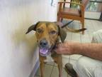 Adopt LUFFY a Labrador Retriever, Mixed Breed
