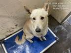 Adopt WALLY a German Shepherd Dog, Mixed Breed