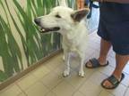 Adopt LEVI a German Shepherd Dog