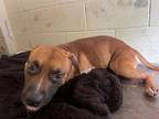 Adopt WILSON a Black Mouth Cur, Mixed Breed