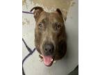 Adopt WALTER a Pit Bull Terrier