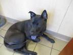 Adopt IVAR a Chow Chow, Mixed Breed