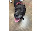 Adopt FELIX a Pit Bull Terrier